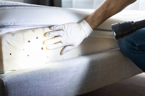 Best Pest Removal Services  in Lead, SD