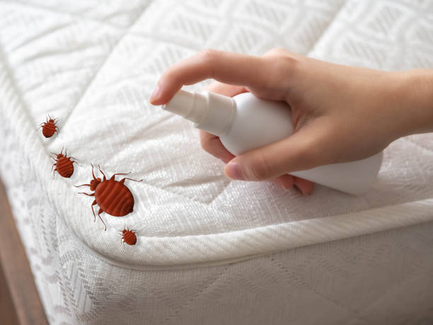 Best Local Pest Control Services  in Lead, SD
