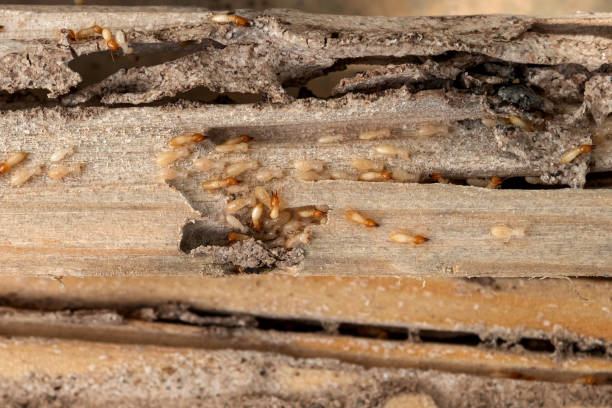 Best Wildlife Control Services  in Lead, SD